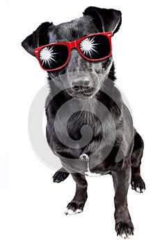 Dog Small Black Red Sunglasses Isolated