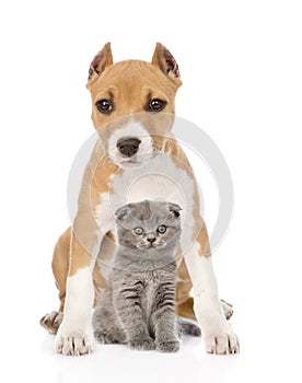 Dog and small cat sitting together. isolated on white background