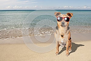 Dog Small Fawn Beach Sea Sunglasses