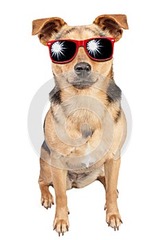 Dog Small Fawn Red Sunglasses Isolated