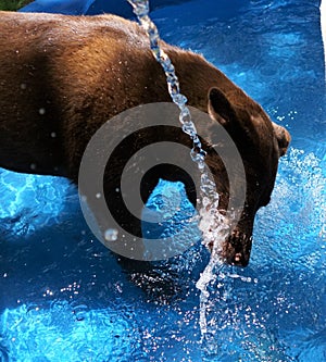 A dog in a small pool enjoying the water from the hose