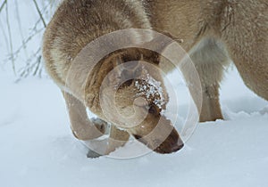 dog smalling the snow at winter
