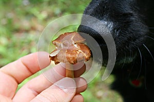 A dog smell a mushroom