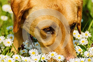 A Dog Smelling Chamomile Flowers