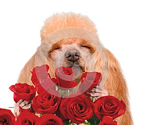 Dog smelling flowers.