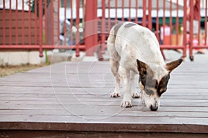 Dog smelling wood floor