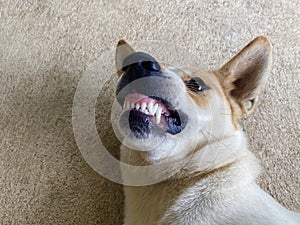 The dog smile and snapshot by selfie with camera