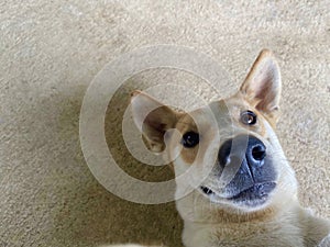 The dog smile and snapshot by selfie with camera