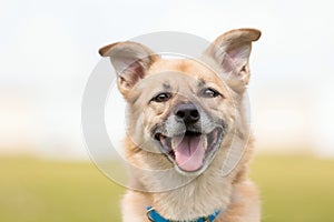 Dog smiling. Happy mutt dog. Dog without breed