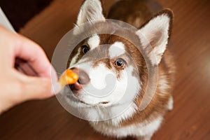 Dog sniff the snack photo