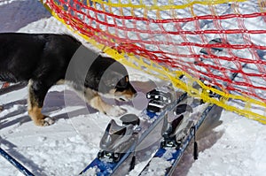 Dog sniffing alpine skiing Karpyts ski resort active rest