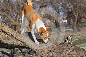 Dog sniffing around its territory on a nearest tree at fall season photo