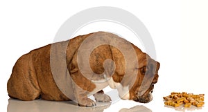 Dog sniffing for dog bone