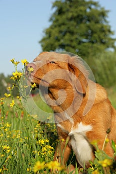 Dog is sniffing at a flower
