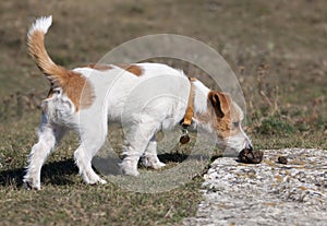 Dog sniffing in the grass