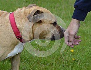 Dog sniffing a persons hand photo
