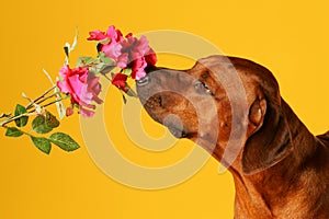 Dog sniffing on a rose photo