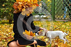 The dog sniffs autumn leaves.