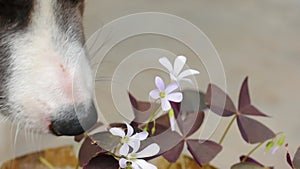 the dog sniffs oxalis flowers. Dog nose sniffing close up