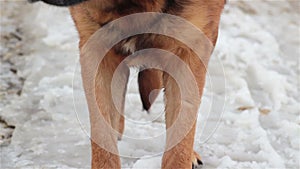 Dog sniffs tracks on ice