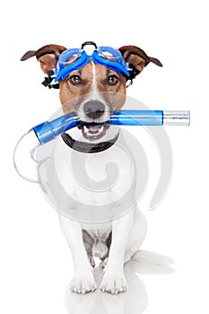 Dog with snorkel