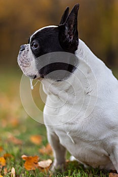 Dog with snot hanging from his mouth against the background of bright autumn trees