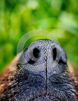 Dog snout photo