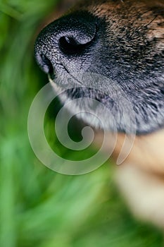 Dog snout photo