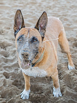 El perro hocico lleno de arena 