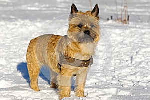 Dog in snow