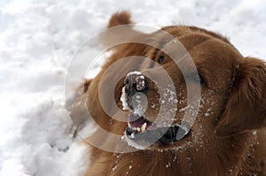 Dog in the snow