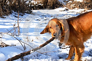 Dog at snow