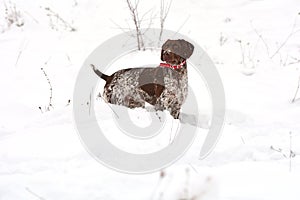 Dog in snow