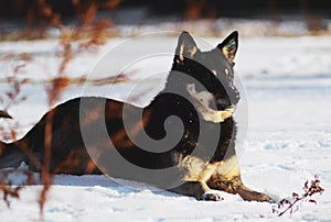 Dog in snow