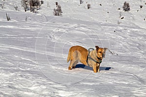 Dog in the snow on apls