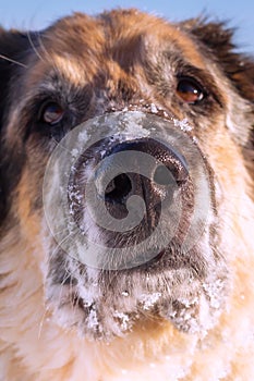 Dog snow covered face, focus on nose, portrait