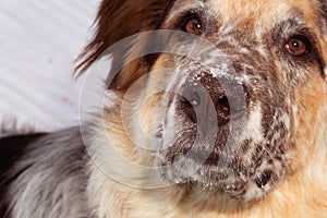 Dog snow covered nose, close-up