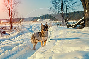 A dog on snow-covered road