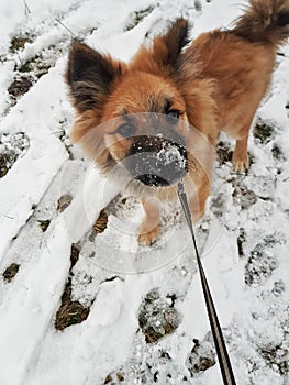 Dog with snow on face