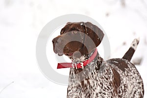 Dog with snow flakes on face