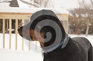 Dog in the snow