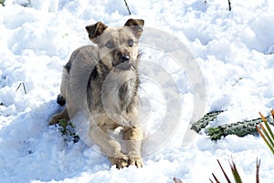 Dog in the snow