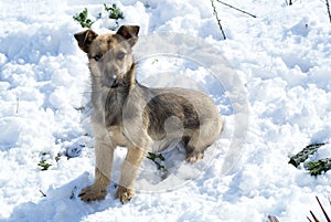 Dog in the snow