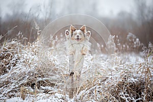 Dog in the snow on nature. Marble Border Collie in the winter in the park