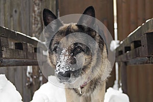 Dog With Snow On Nose