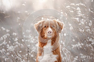 Dog in the snow. Nova Scotia duck tolling Retriever