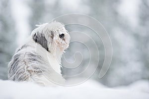 Polish lowland sheepdog, Polski Owczarek Nizinny photo