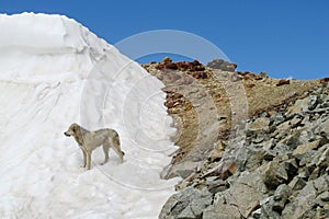 A dog at snow and rocky mountain range