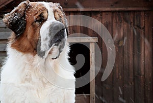 Dog in the snow in winter