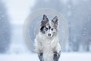 Dog in the snow in winter. Portrait of a Border Collie in nature